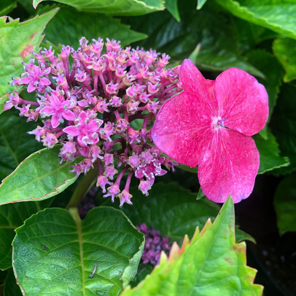 Hydrangea macrophylla Teller Kardinal - Ortensia