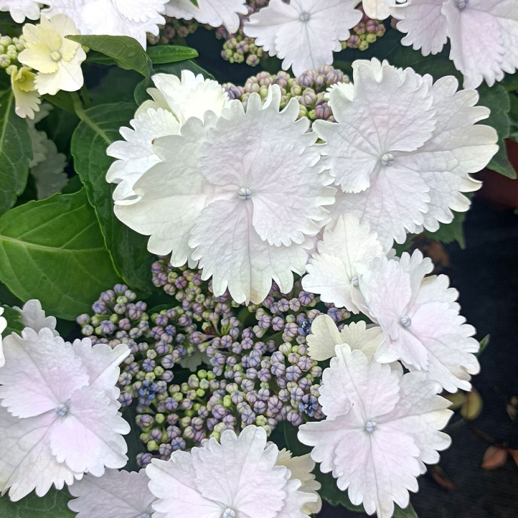 Hydrangea macrophylla Koria - Ortensia