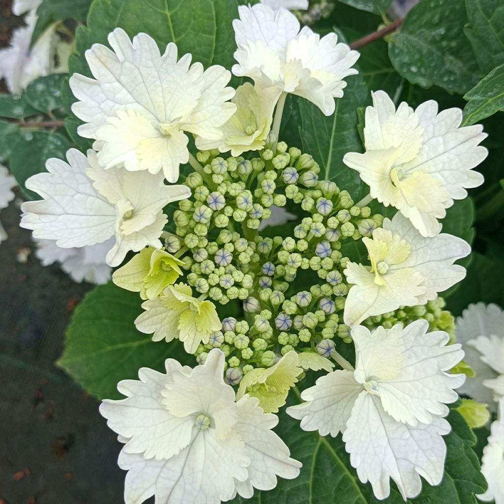 Hydrangea macrophylla Koria - Ortensia