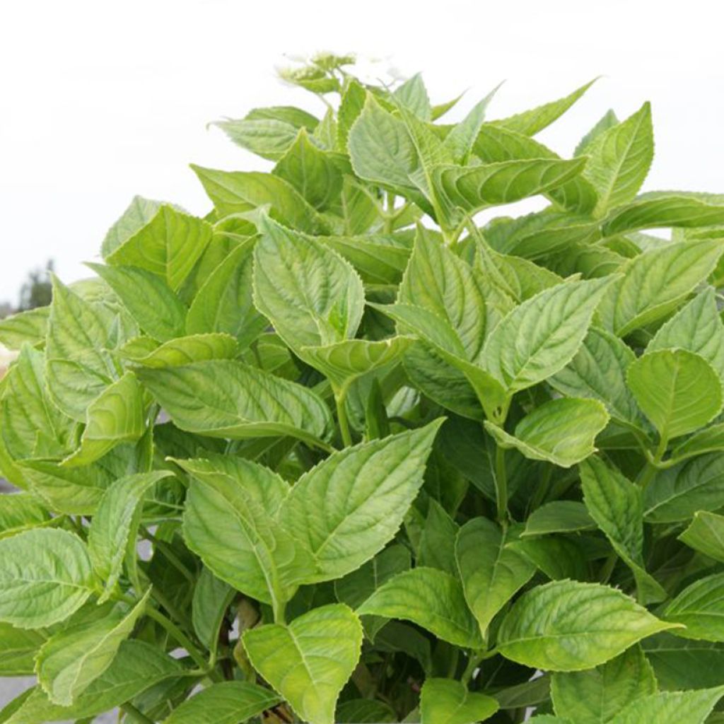 Hydrangea macrophylla Lanarth White - Ortensia