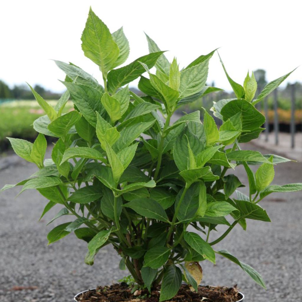 Hydrangea macrophylla Lanarth White - Ortensia