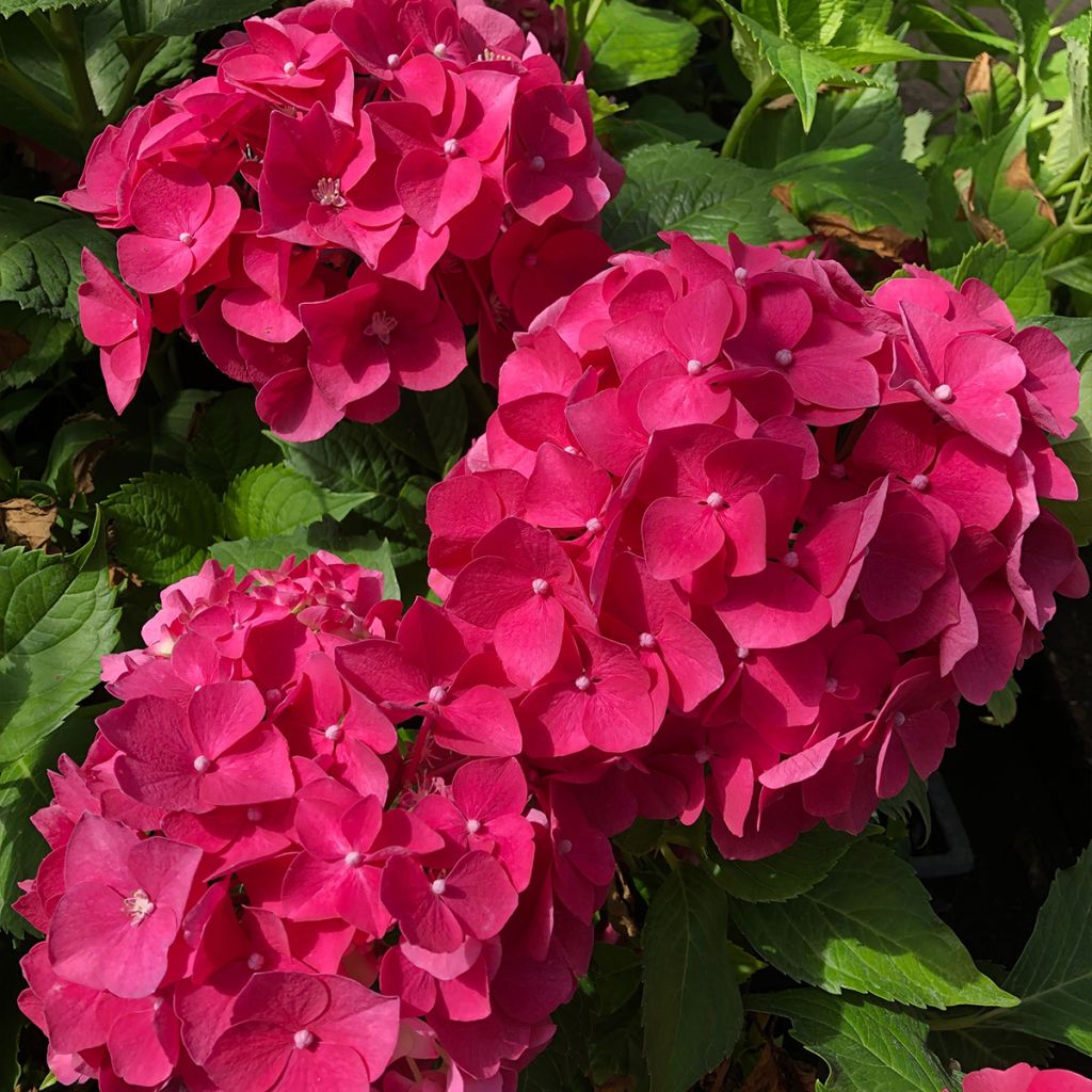 Hydrangea macrophylla Leuchtfeuer - Ortensia