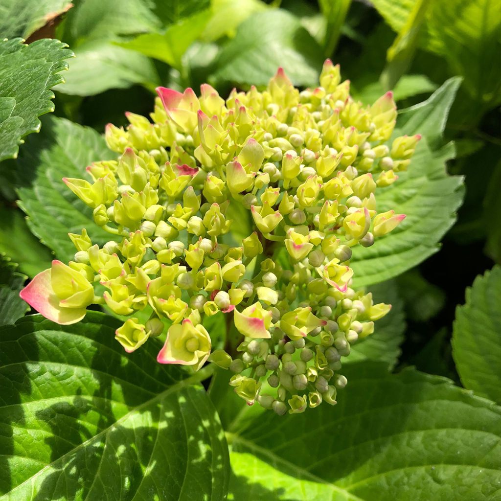 Hydrangea macrophylla Leuchtfeuer - Ortensia