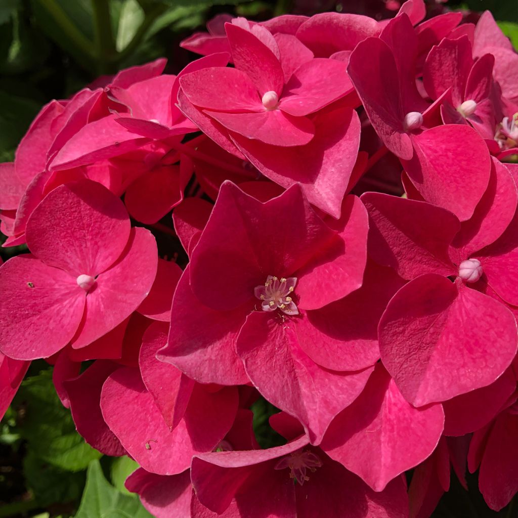 Hydrangea macrophylla Leuchtfeuer - Ortensia