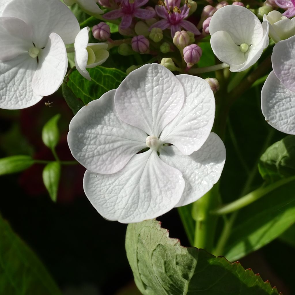 Hydrangea macrophylla Libelle - Ortensia