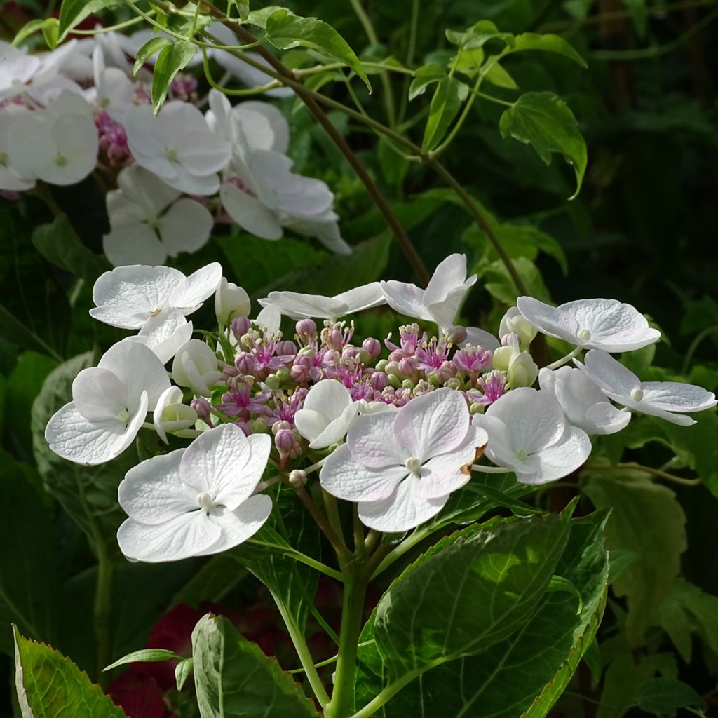 Hydrangea macrophylla Libelle - Ortensia