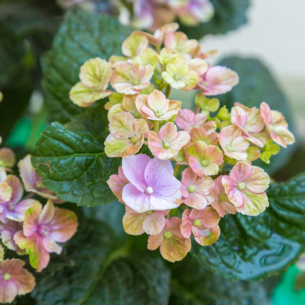 Hydrangea macrophylla Magical Amethyst - Ortensia