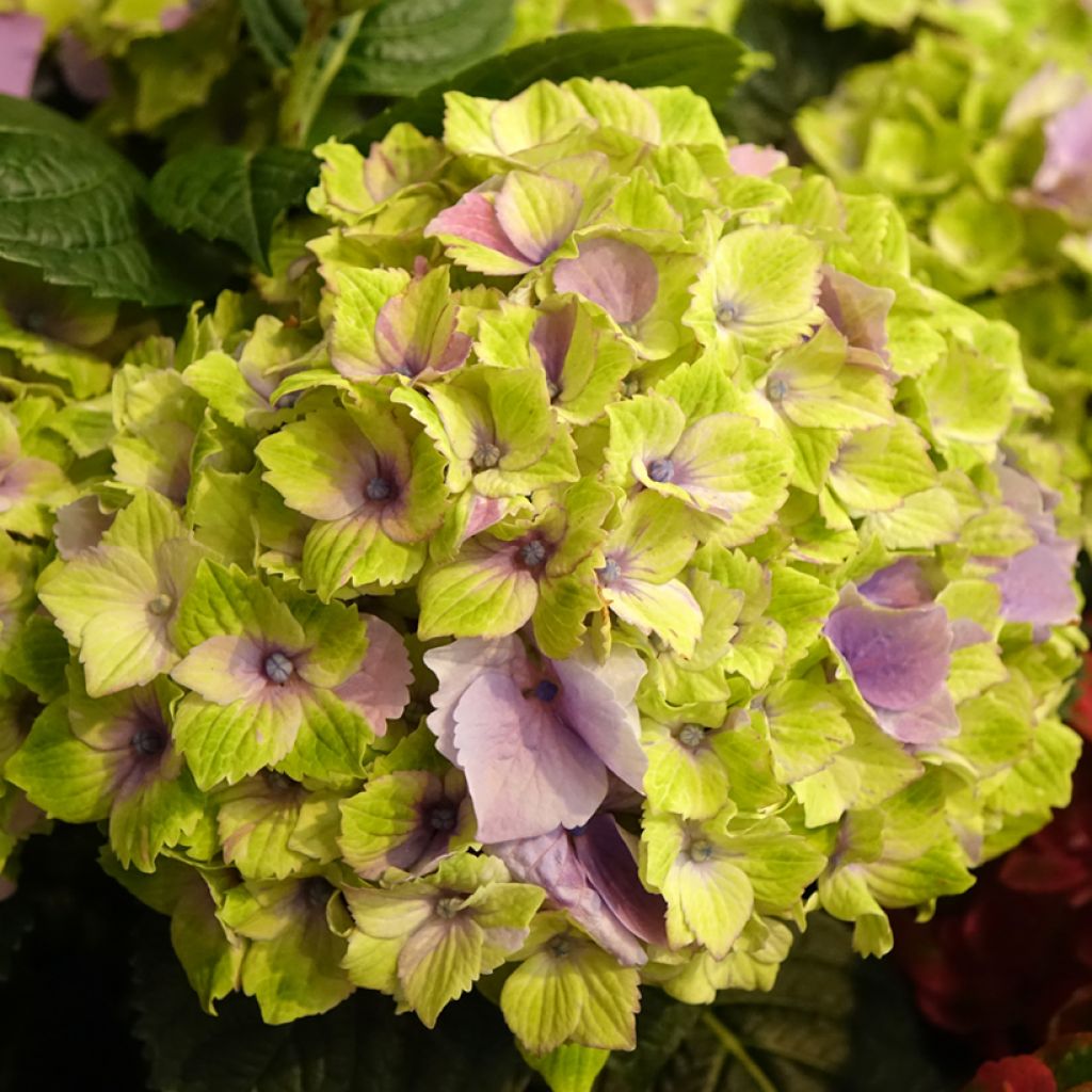 Hydrangea macrophylla Magical Jewel rosa - Ortensia