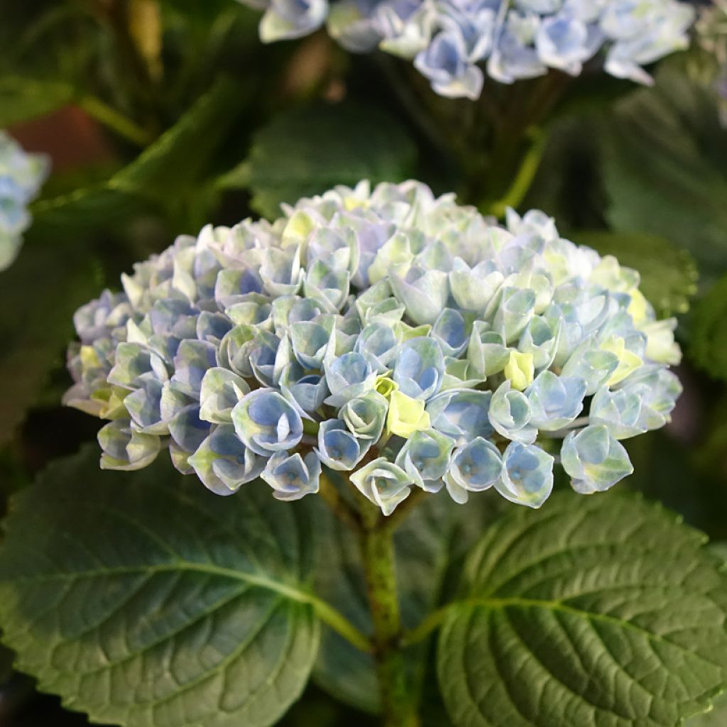 Hydrangea macrophylla Magical Revolution Bleu - Ortensia