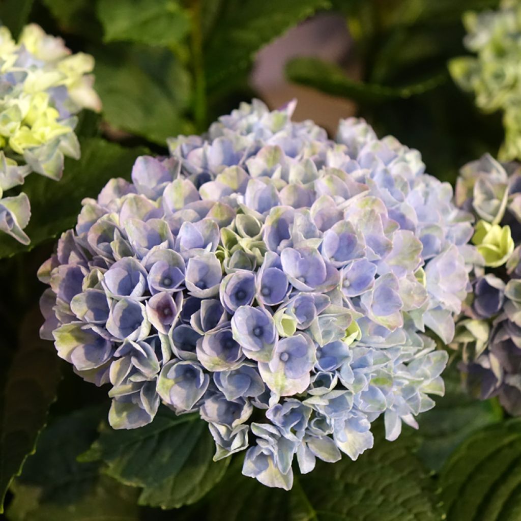Hydrangea macrophylla Magical Revolution Bleu - Ortensia