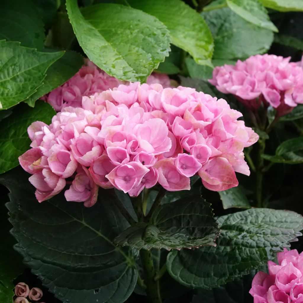 Hydrangea macrophylla Magical Revolution Rose - Ortensia