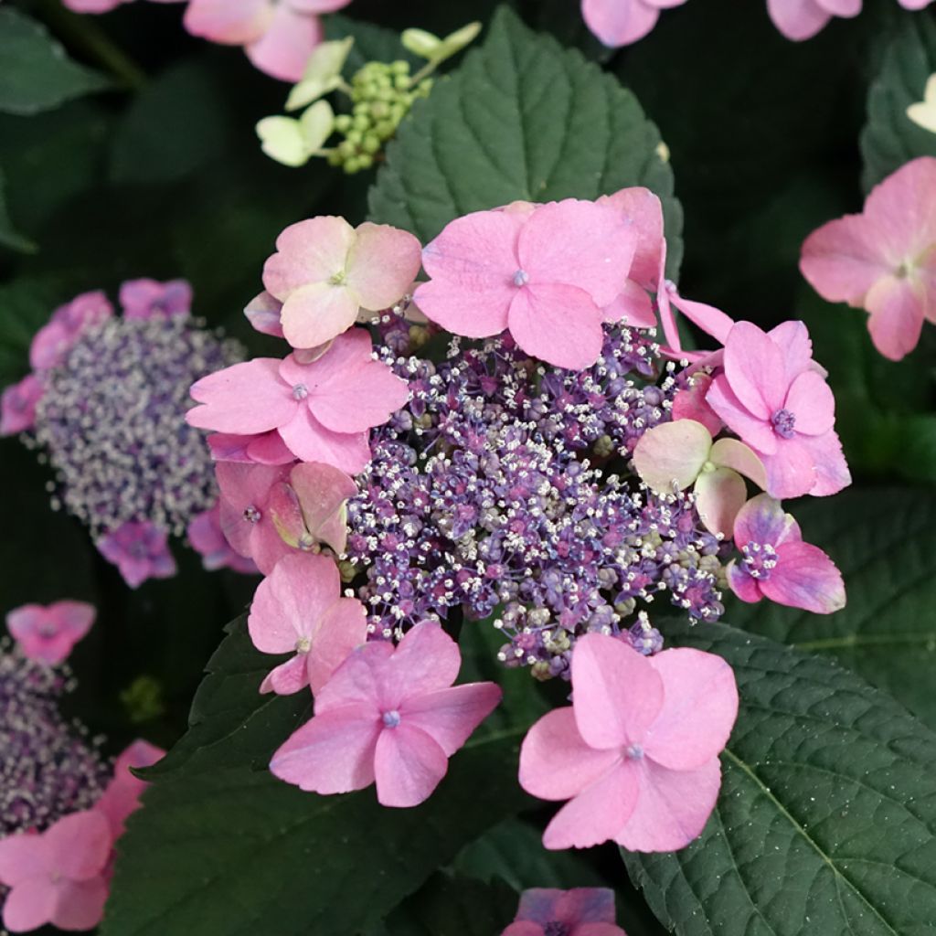 Hydrangea macrophylla Nanping - Ortensia