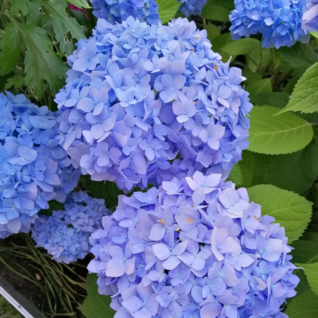 Hydrangea macrophylla Nikko Blue - Ortensia