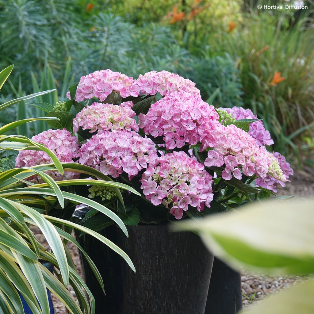 Hydrangea macrophylla Pinky Binder - Ortensia