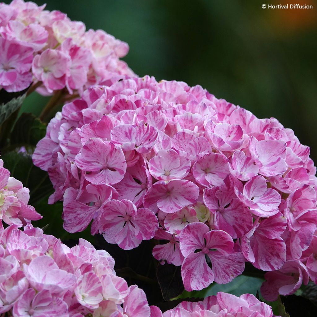 Hydrangea macrophylla Pinky Binder - Ortensia