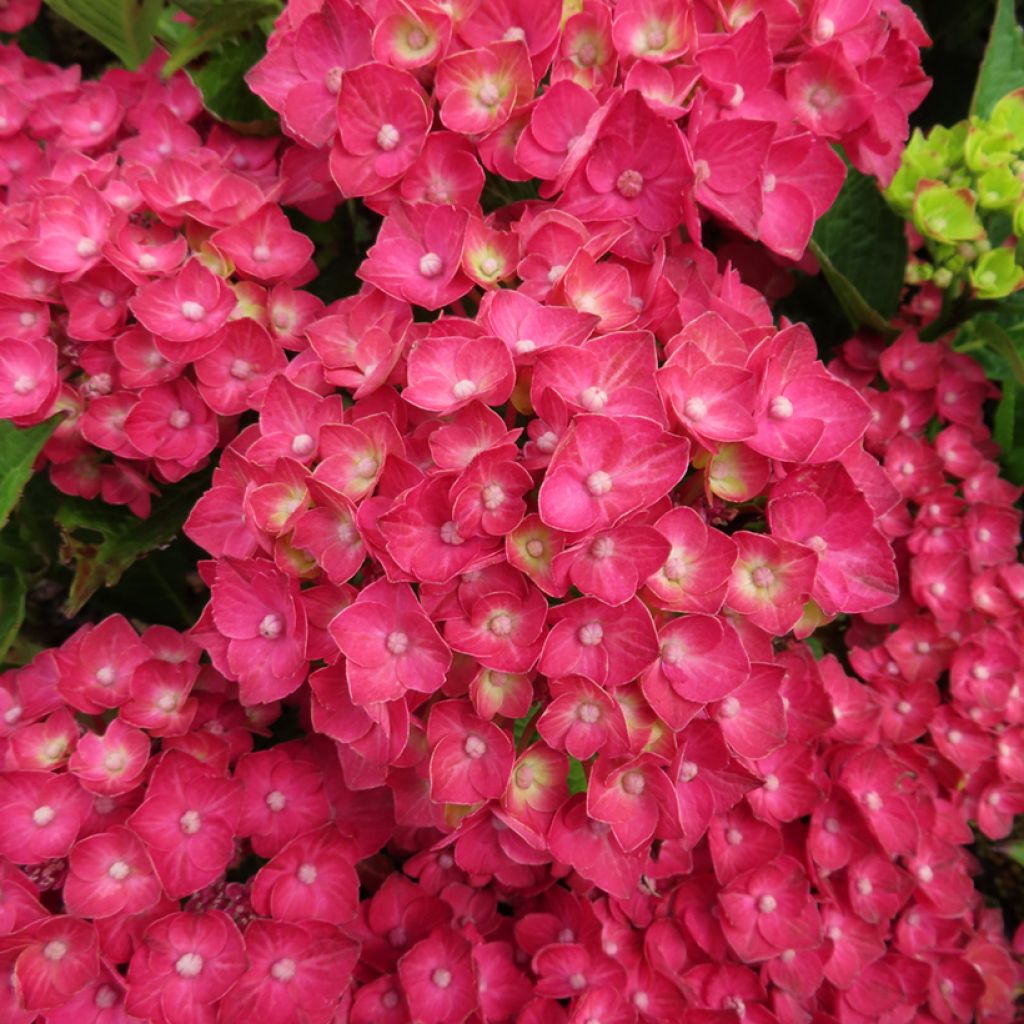 Hortensia - Hydrangea macrophylla Rebellion Choco Love