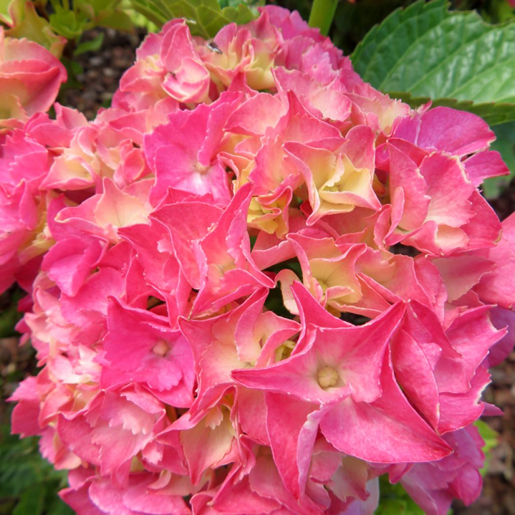 Hortensia - Hydrangea macrophylla Rebellion Pink Love