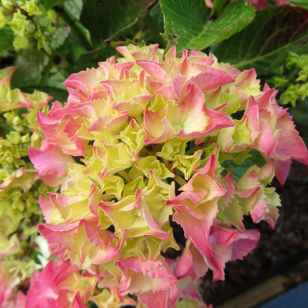 Hortensia - Hydrangea macrophylla Rebellion Pink Love