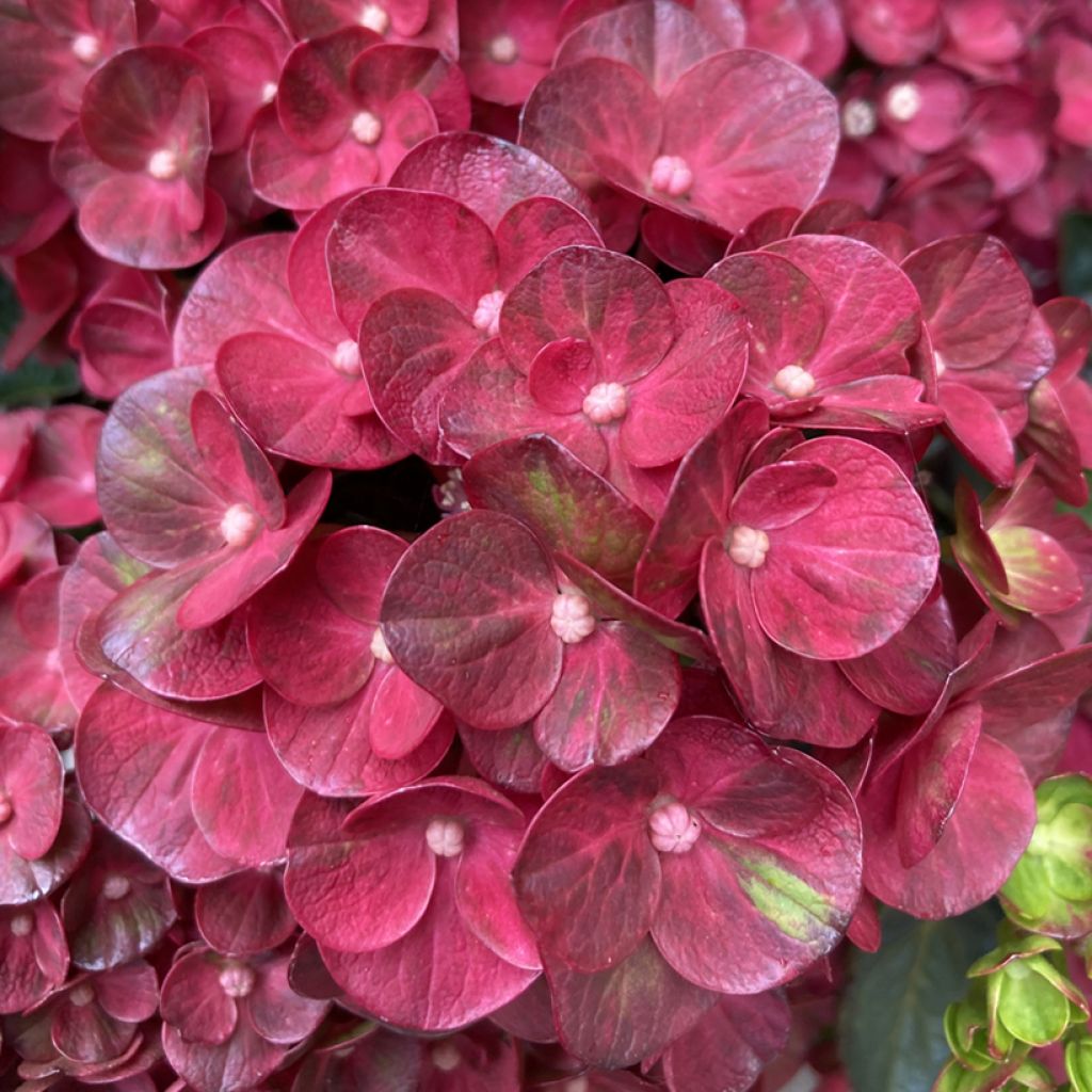 Hortensia - Hydrangea macrophylla Rebellion Pistachio Love