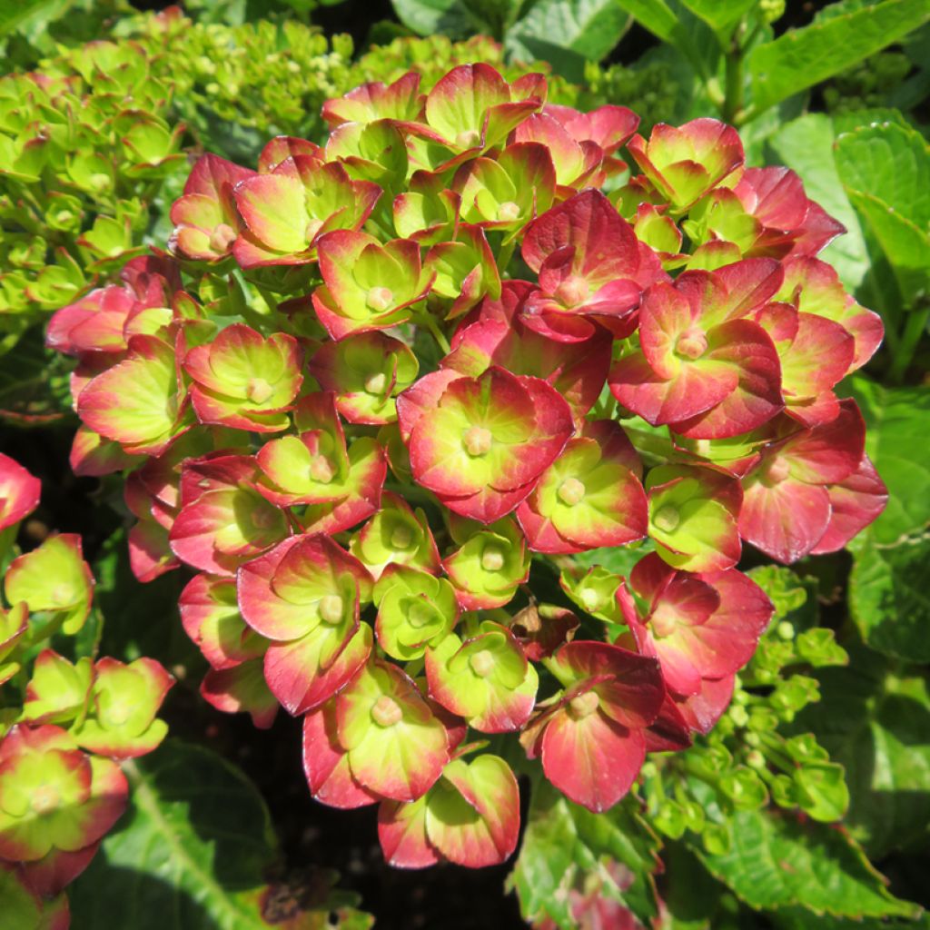 Hortensia - Hydrangea macrophylla Rebellion Pistachio Love