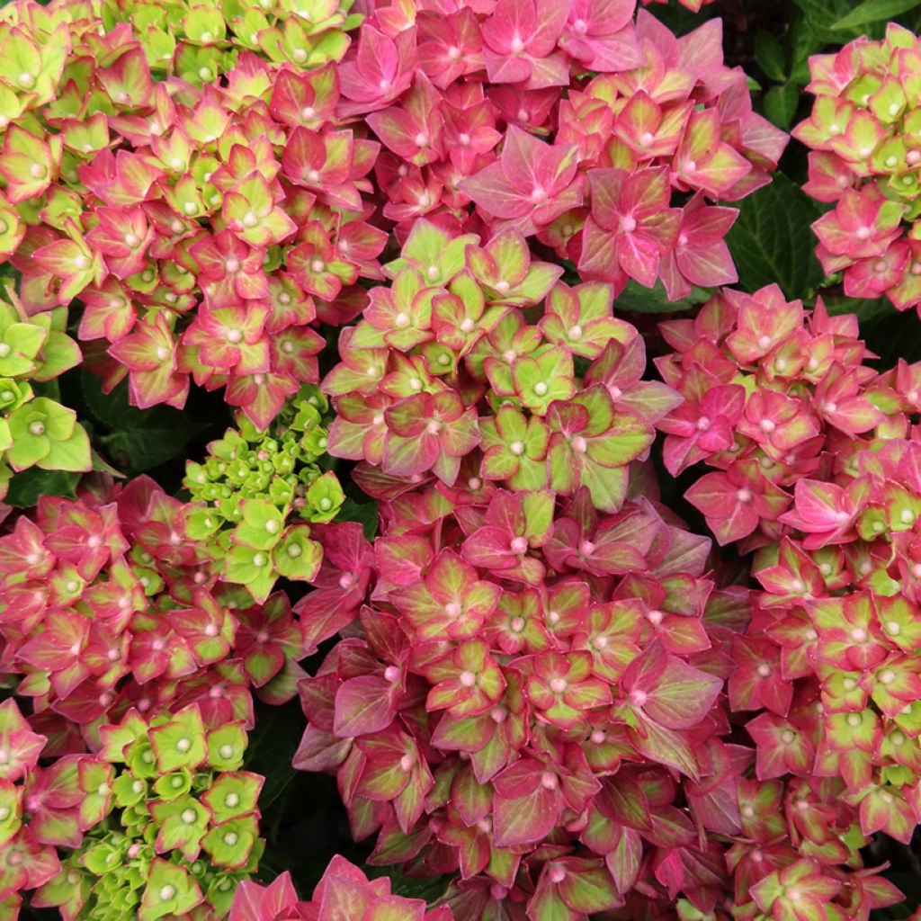 Hortensia - Hydrangea macrophylla Rebellion Red Love