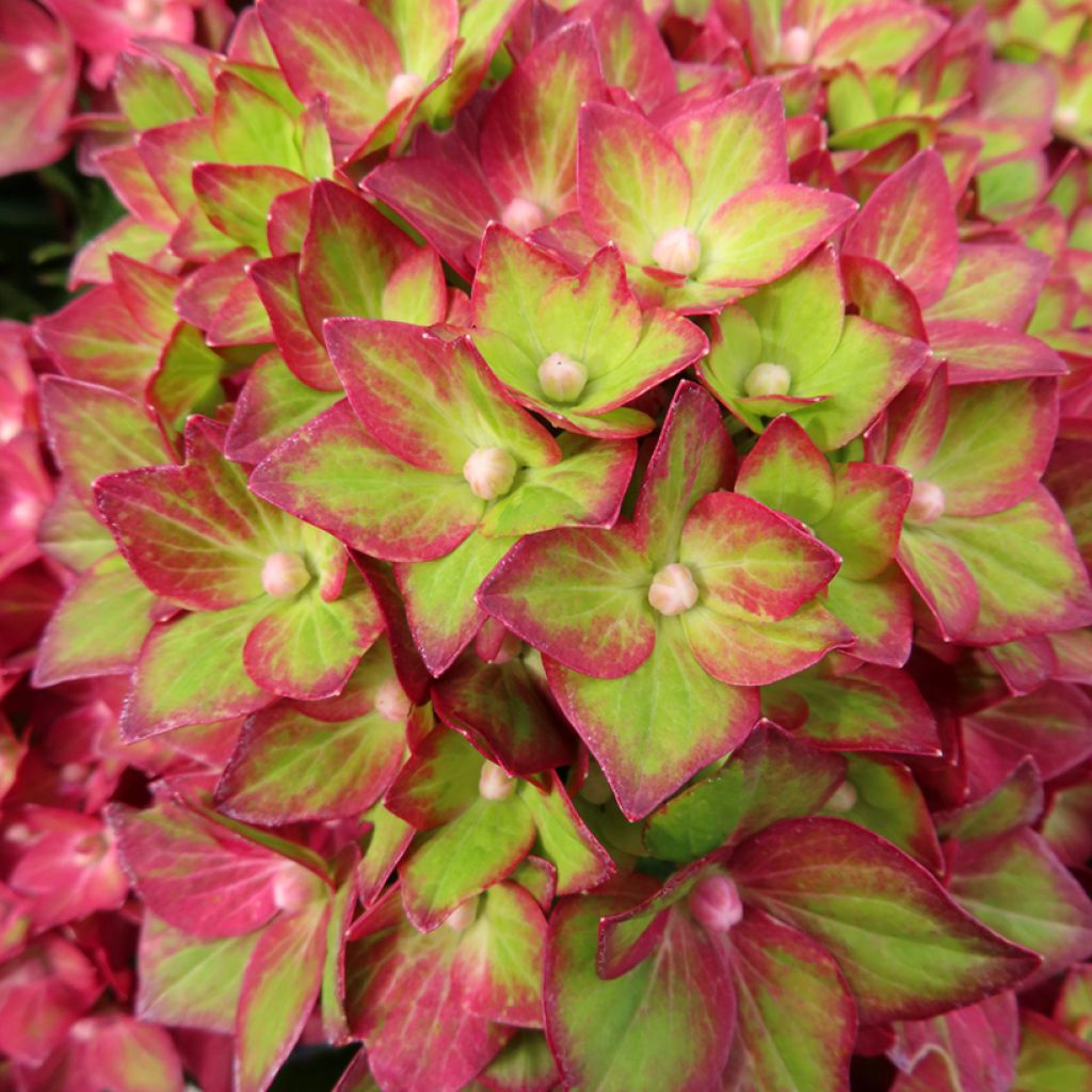 Hortensia - Hydrangea macrophylla Rebellion Red Love