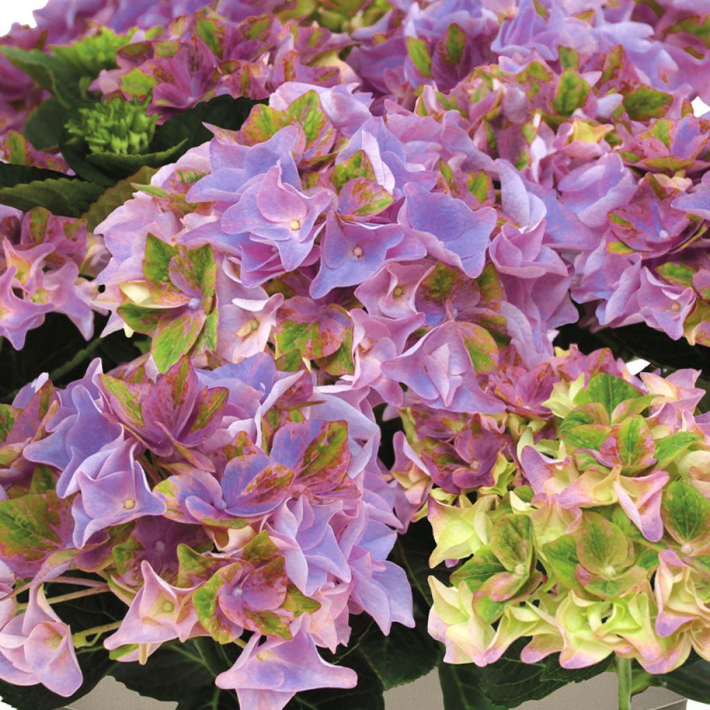 Hortensia - Hydrangea macrophylla Rembrandt Antico Fresco