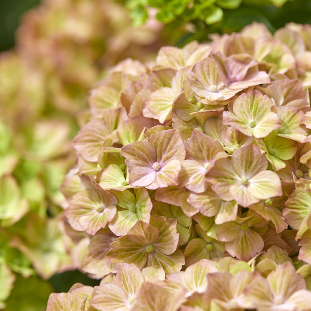 Hortensia - Hydrangea macrophylla Rembrandt Bella Pesche