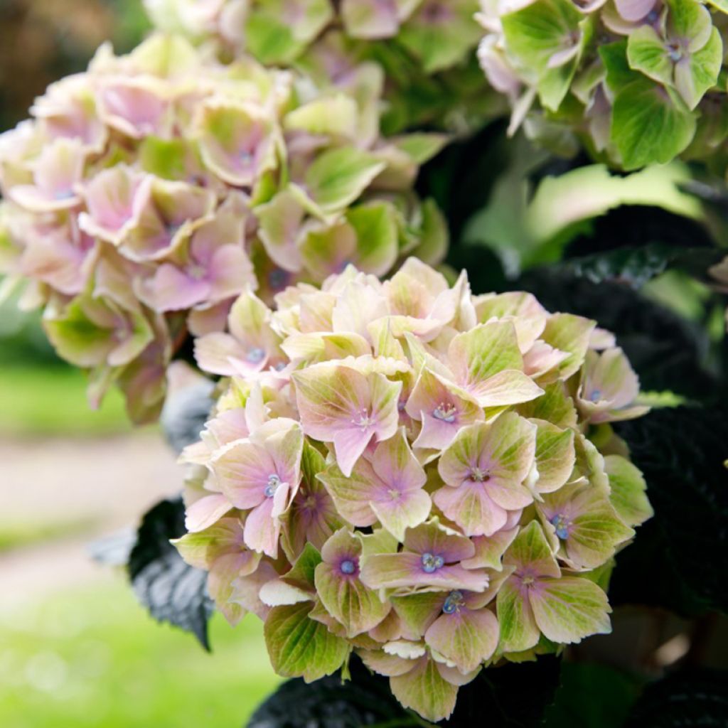 Hortensia - Hydrangea macrophylla Rembrandt Bella Pesche