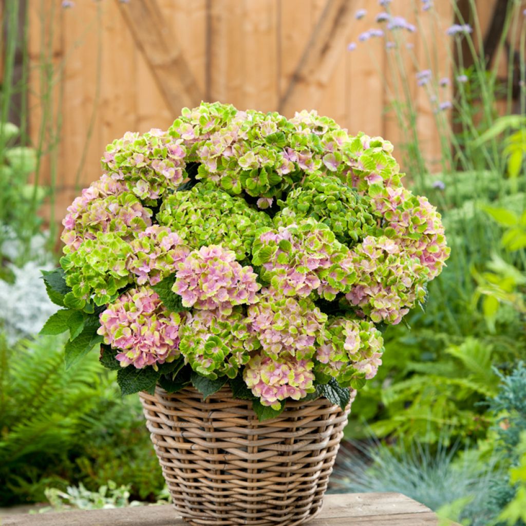 Hortensia - Hydrangea macrophylla Rembrandt Vibrant Verde