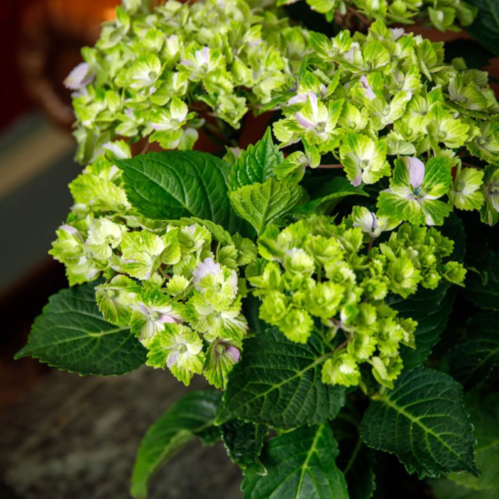 Hortensia - Hydrangea macrophylla Rembrandt Vibrant Verde