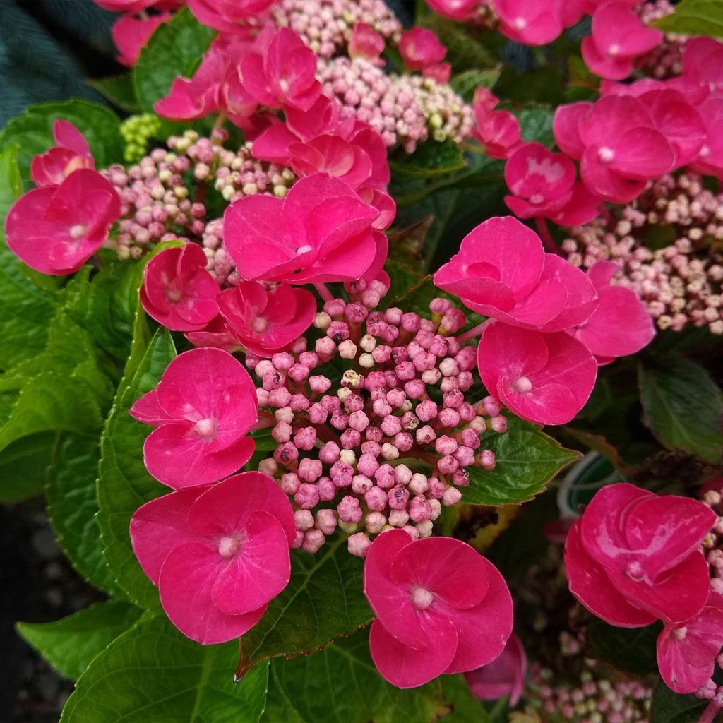 Hydrangea macrophylla Rotkehlchen - Ortensia