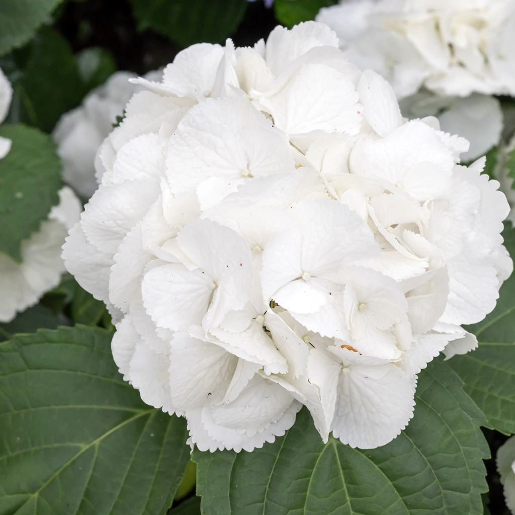 Hydrangea macrophylla Schneeball - Ortensia