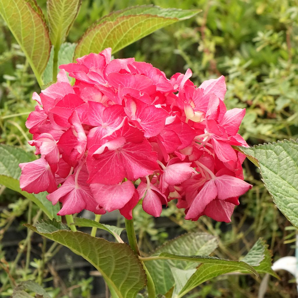 Hydrangea macrophylla Dutch Ladies Selma - Ortensia