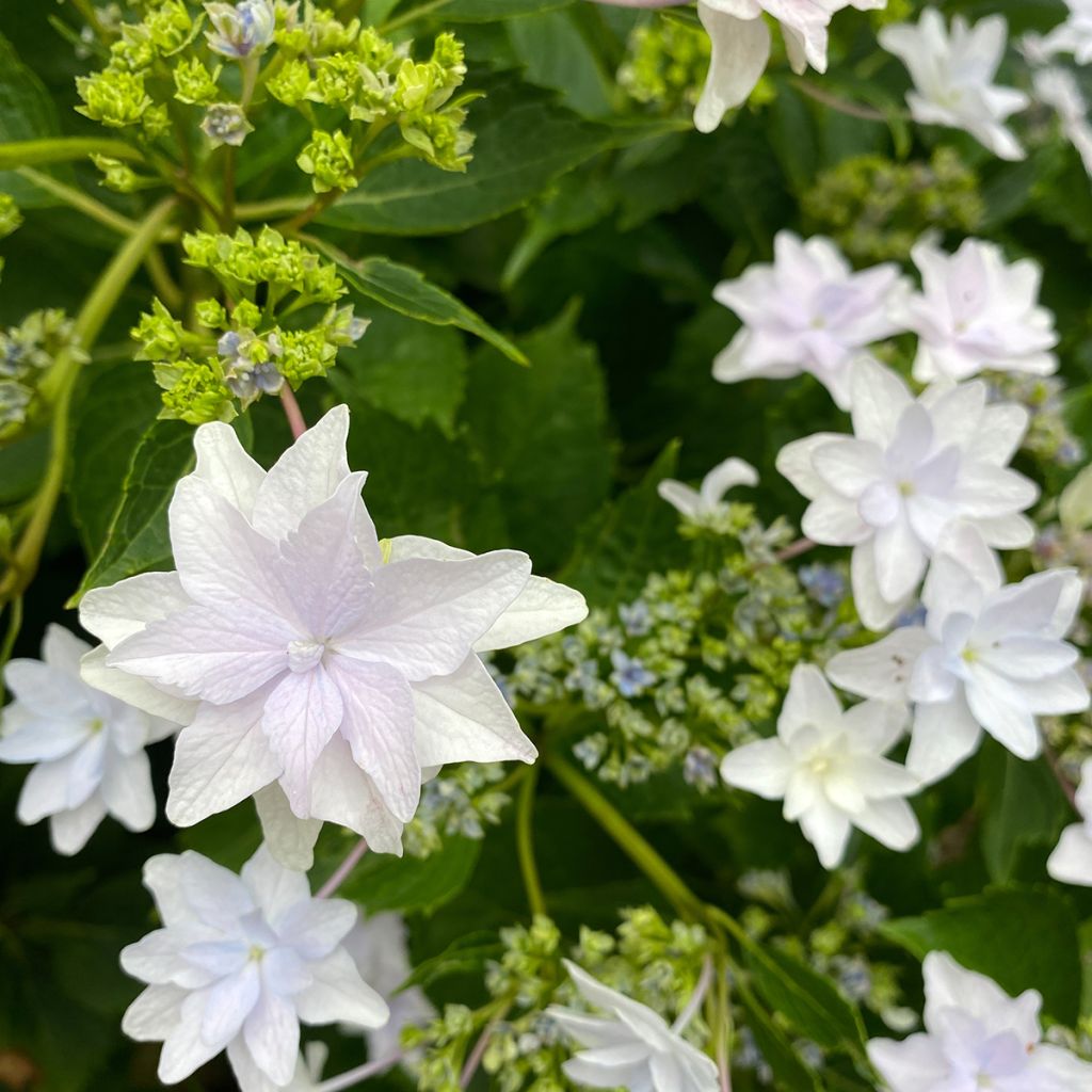 Hydrangea macrophylla Shooting Star - Ortensia