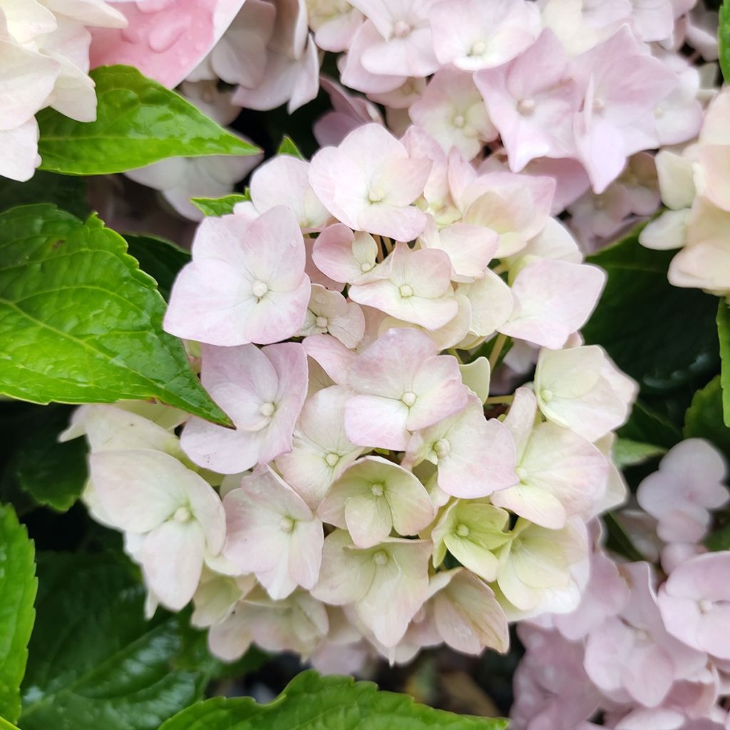 Hydrangea macrophylla Soft Pink Salsa - Ortensia