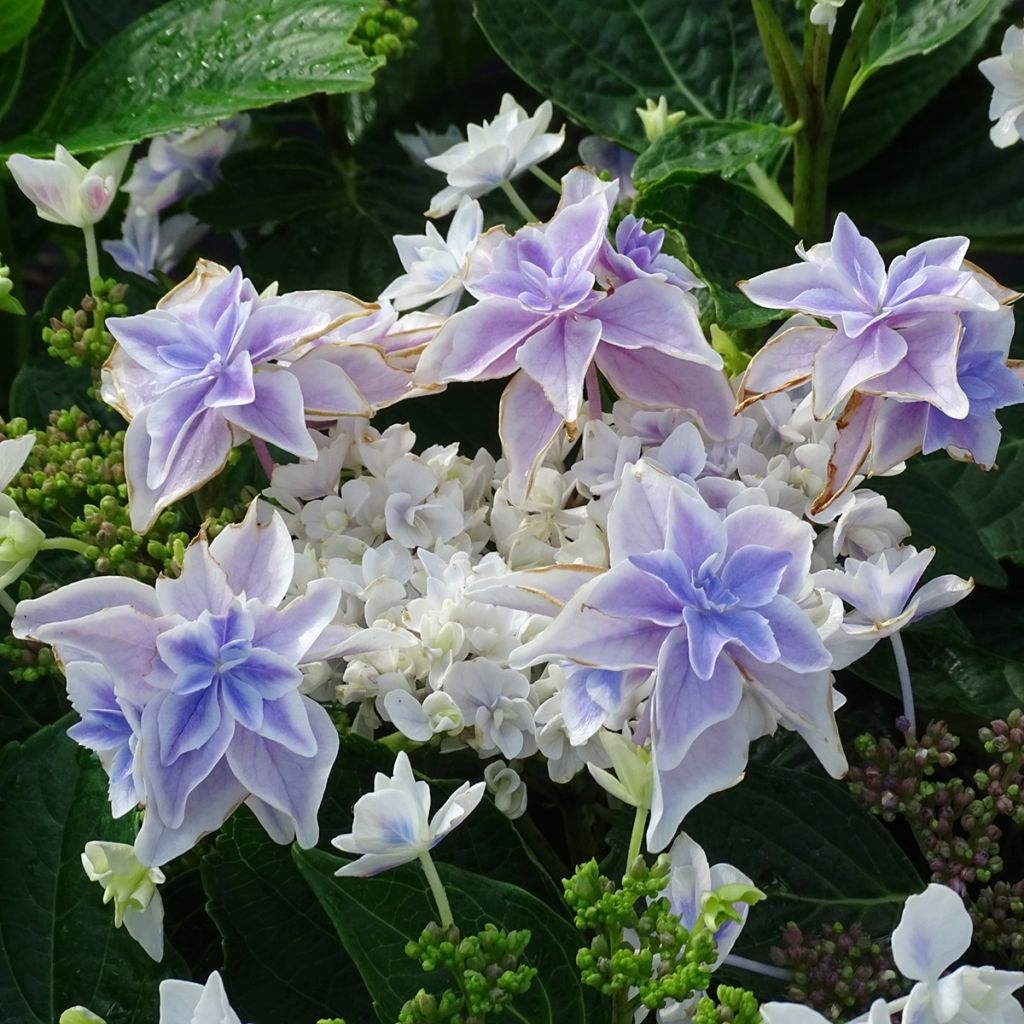 Hydrangea macrophylla Stargazer - Ortensia