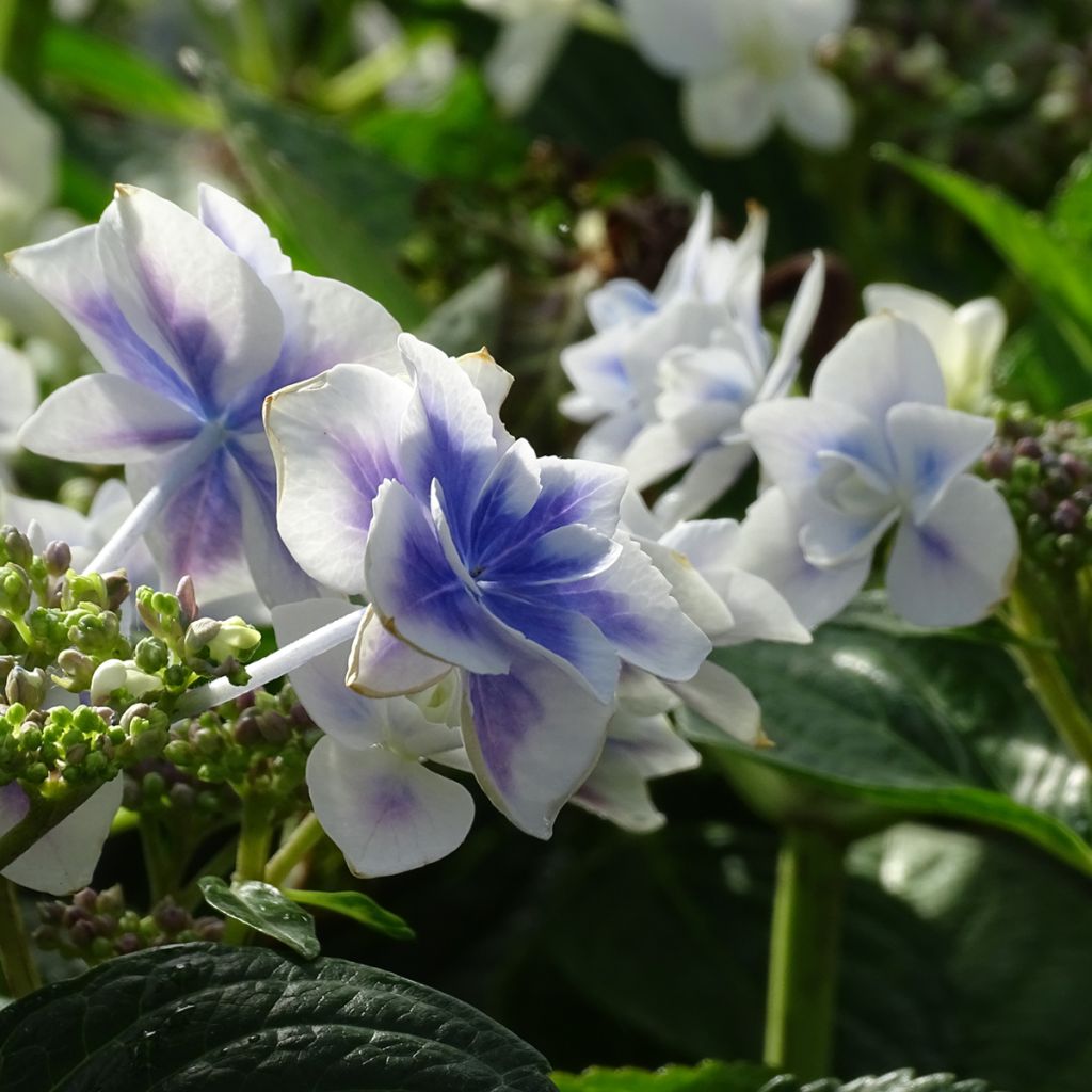 Hydrangea macrophylla Stargazer - Ortensia