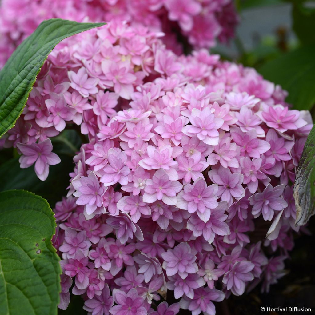 Hydrangea macrophylla Stellar Pink - Ortensia