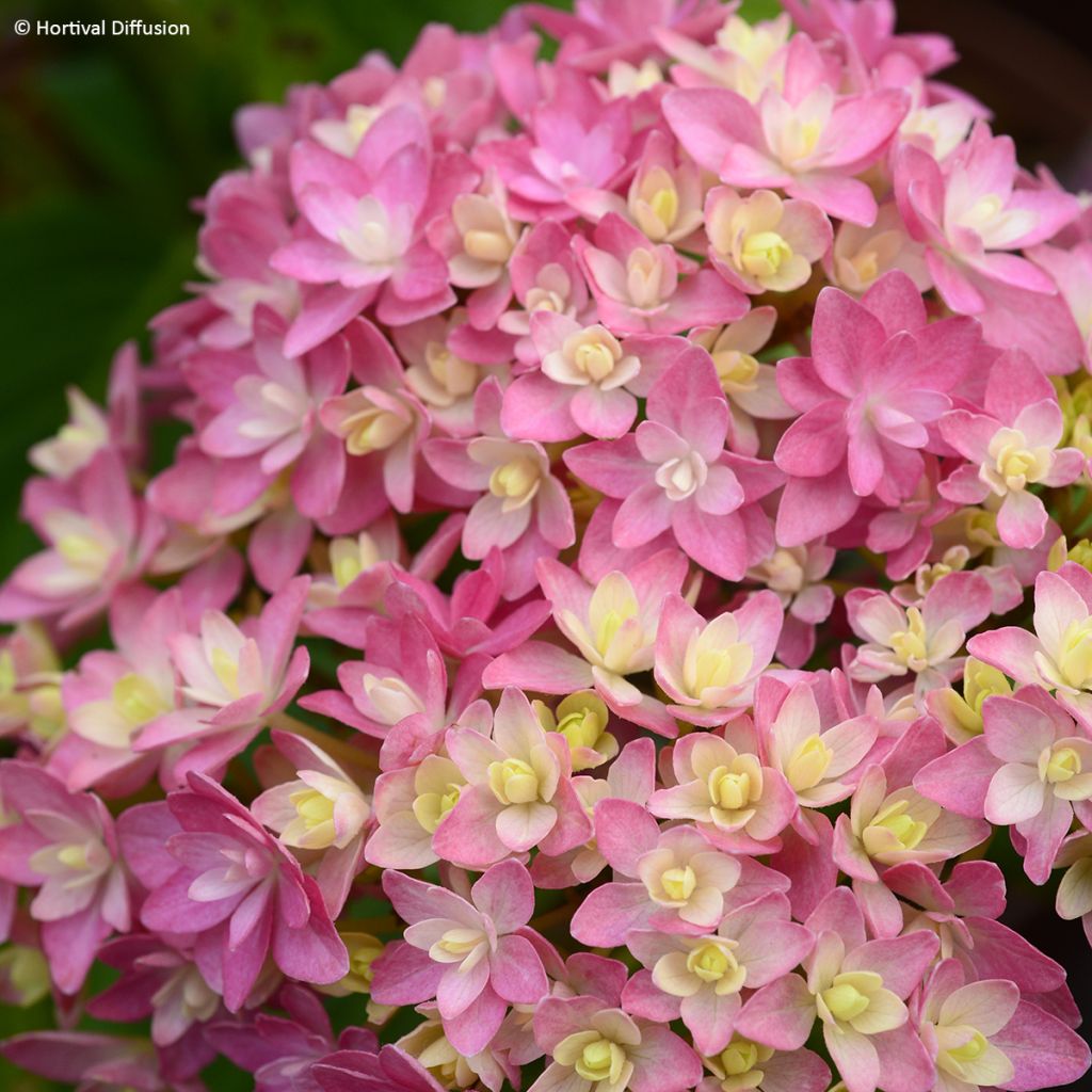 Hydrangea macrophylla Stellar Pink - Ortensia