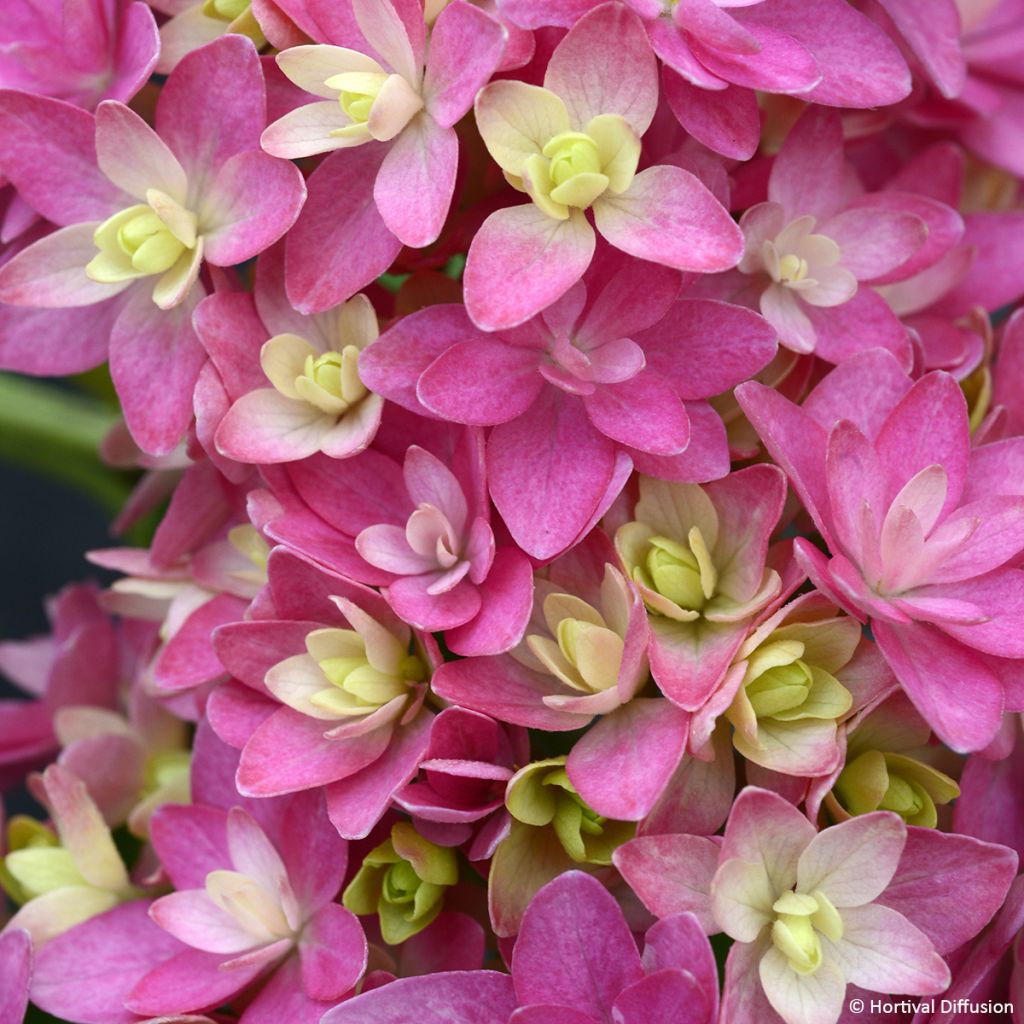 Hydrangea macrophylla Stellar Pink - Ortensia