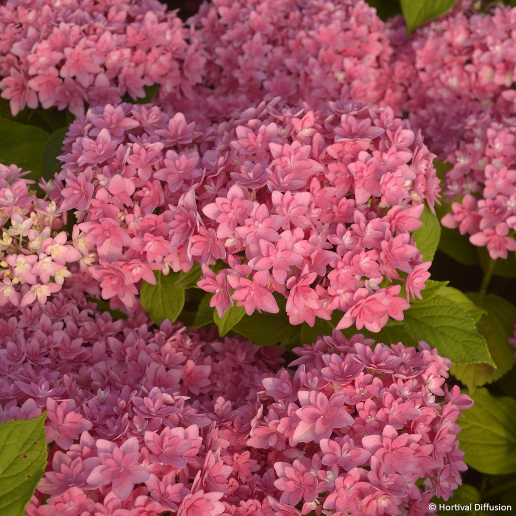 Hydrangea macrophylla Stellar Pink - Ortensia