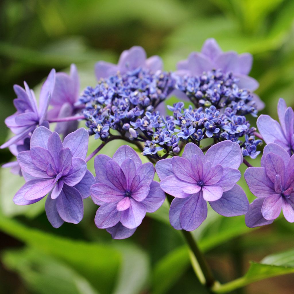 Hydrangea macrophylla Tinkerbell - Ortensia