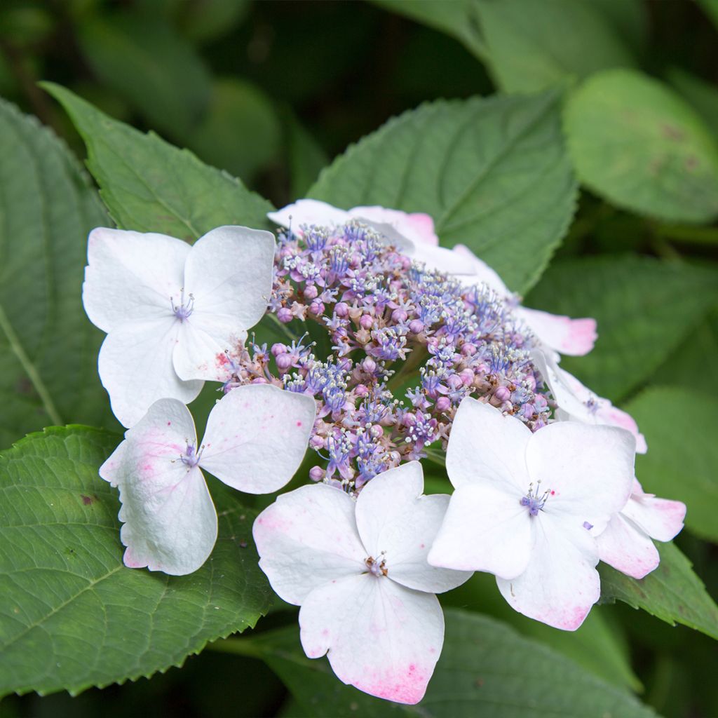 Hydrangea macrophylla White Wave - Ortensia