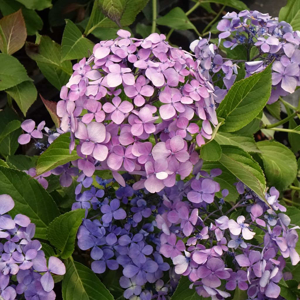 Hydrangea macrophylla Yamato - Ortensia