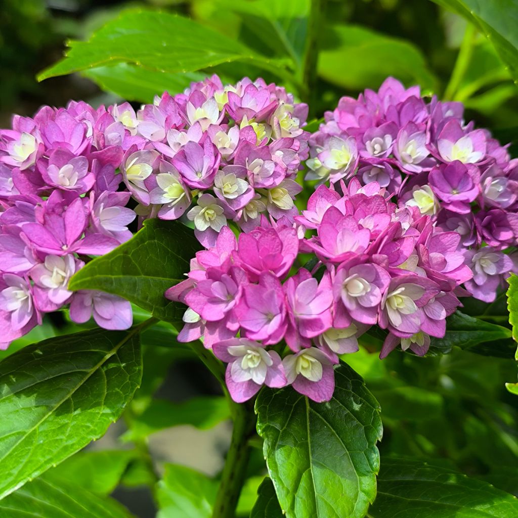 Hydrangea macrophylla You and Me Together - Ortensia