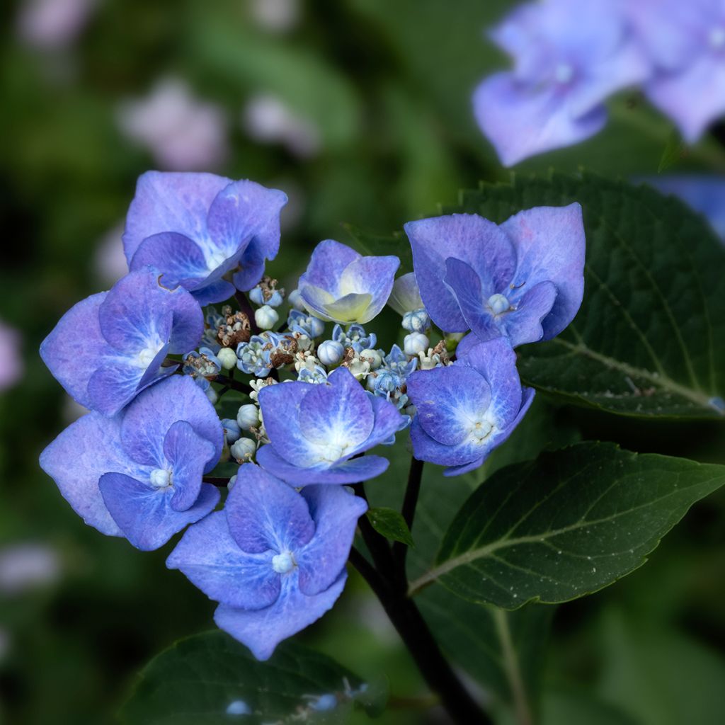 Hydrangea macrophylla Zorro Blue - Ortensia