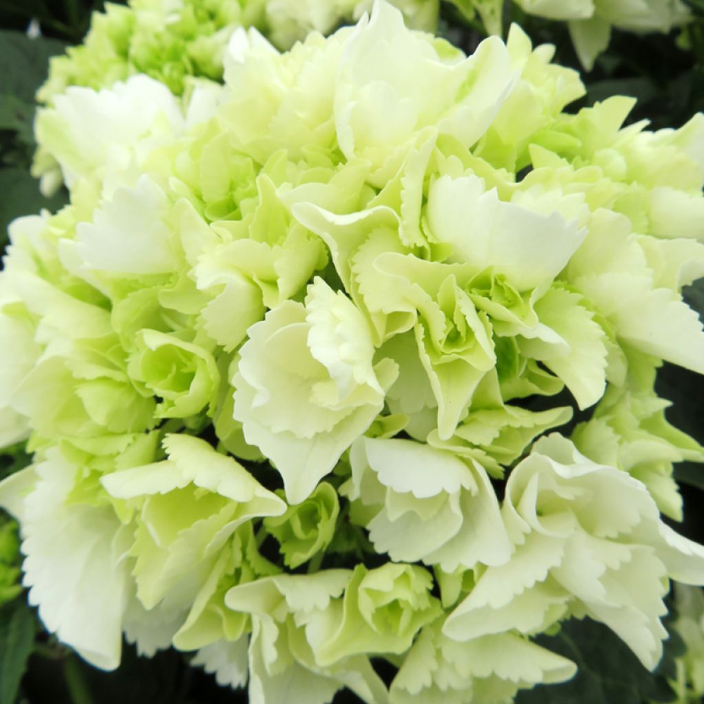 Hydrangea macrophylla Bright White - Ortensia