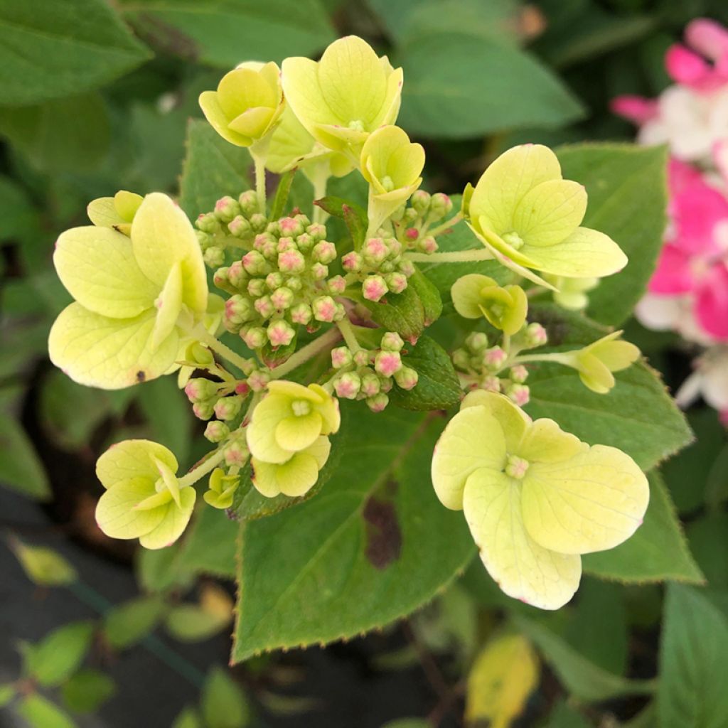 Hydrangea paniculata Diamant Rouge - Ortensia paniculata