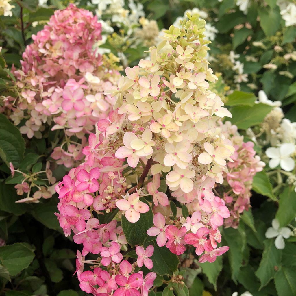 Hydrangea paniculata Fraise Melba - Ortensia paniculata